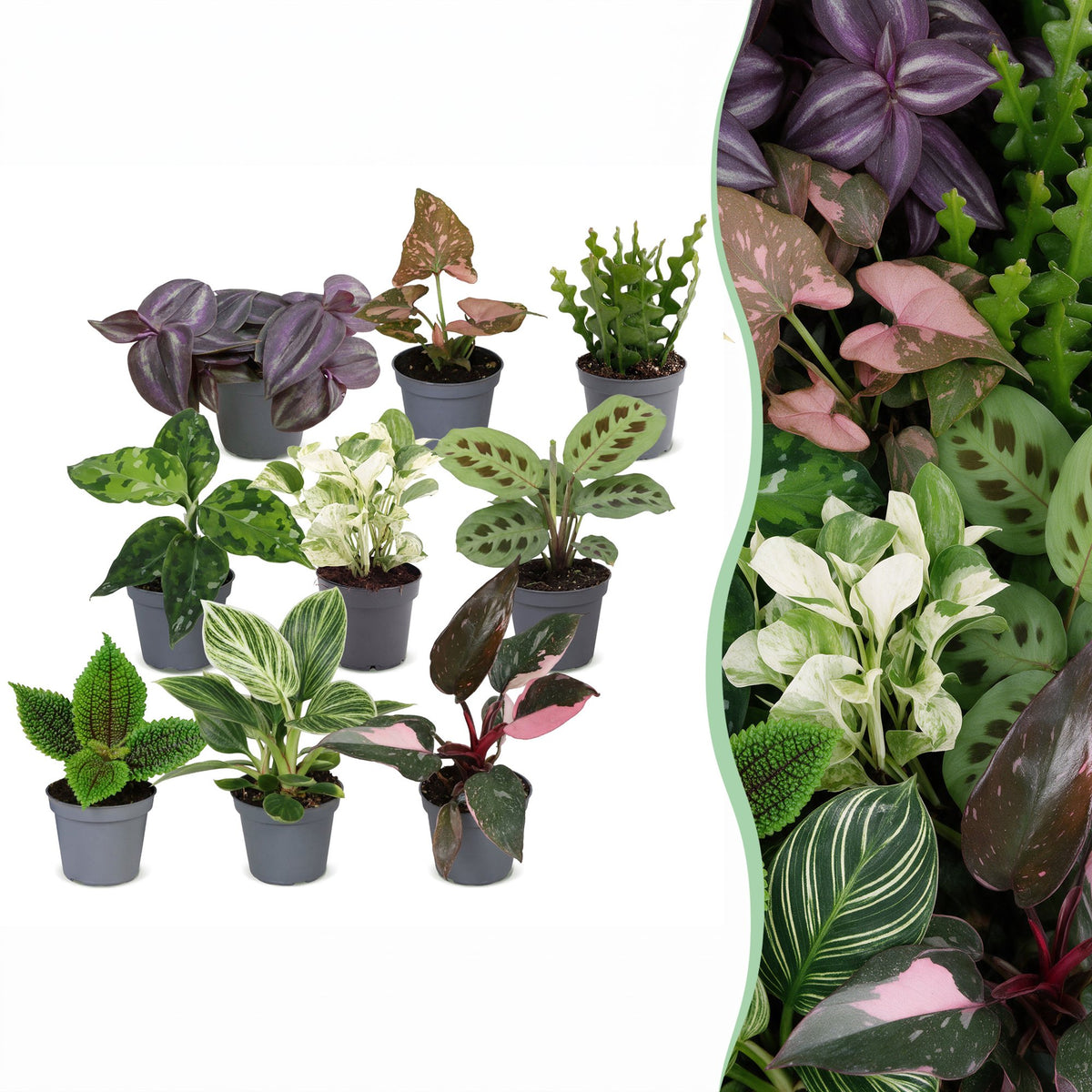 Baby Plants Surprise Box 9x - Verrassingsbox kleine planten - Diversen - Tropisch - Ø6cm - ↕5-15cm