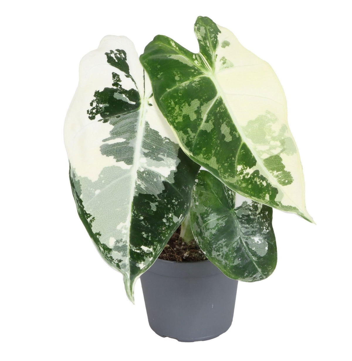 Alocasia Frydek Variegata - Groen - Variegata - Tropisch - Ø6cm - ↕12cm