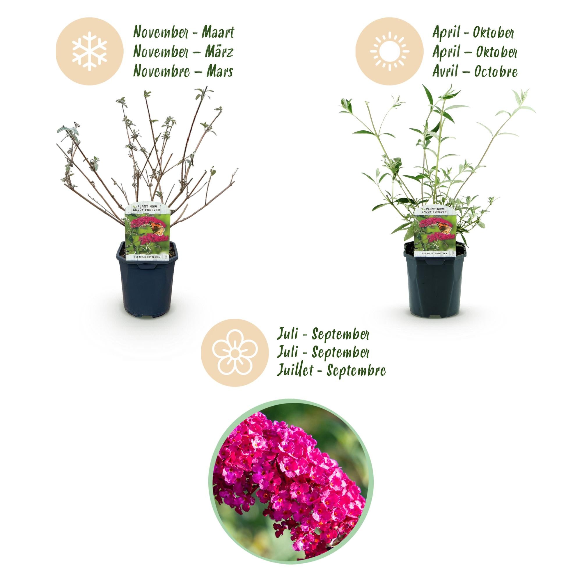 Buddleja davidii Royal Red - Vlinderstruik - Winterhard - Rood - 3 Planten - Pot 17cm - Hoogte 45cm