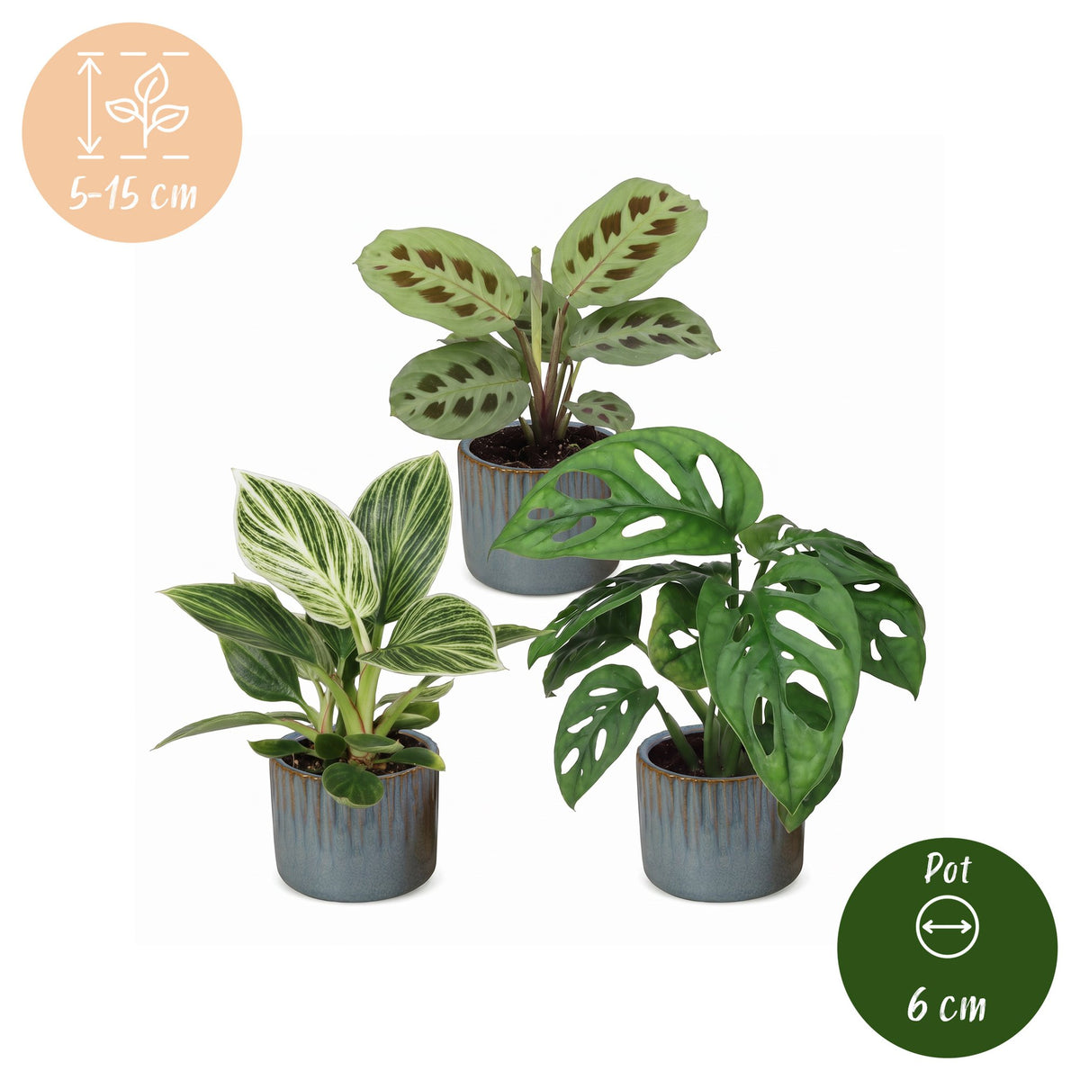 Baby Plants Surprise Box 3x - Verrassingsbox kleine planten - Diversen - Tropisch - incl. Linnea Misty Blue - Ø6cm - ↕5-15cm