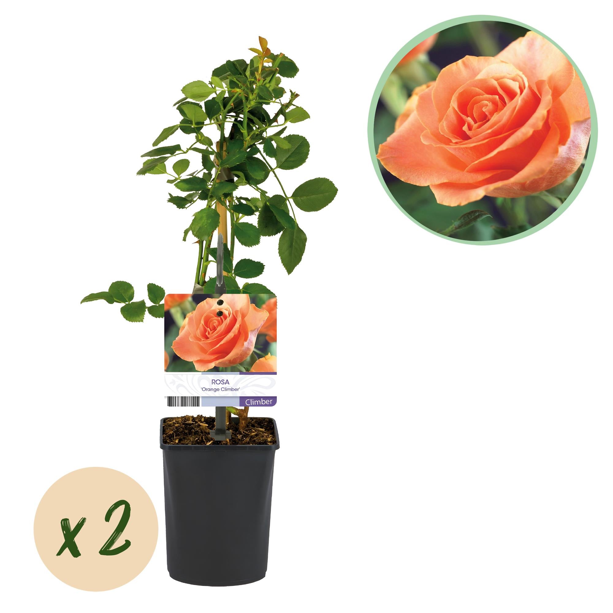 Green boutiQ - Kletterrose - Rosa Orange Climber - Blüte Orange - Pflegeleicht - 2 Pflanzen - Topf 11cm Höhe 40cm