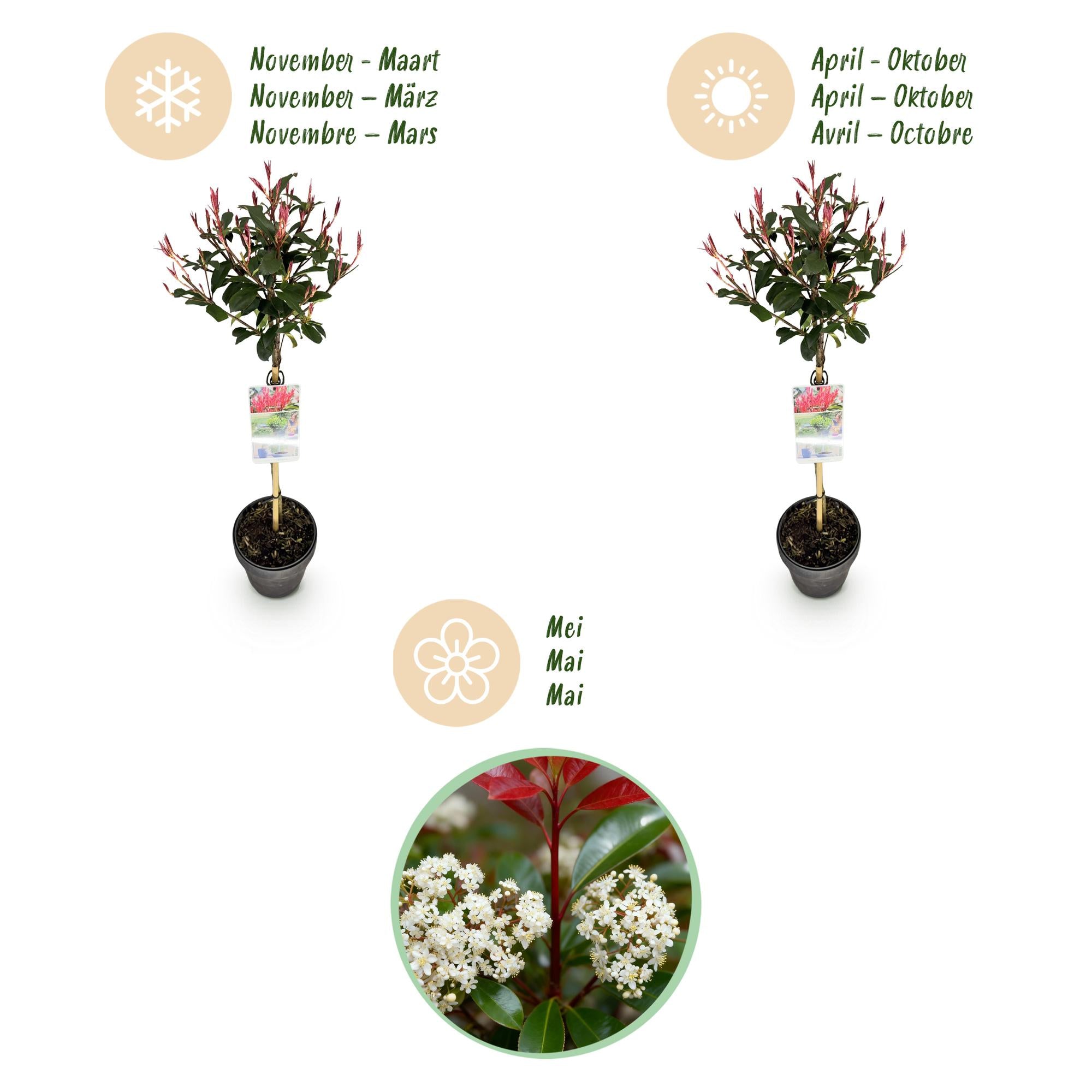 Photinia fraseri Carre Rouge - Terras Plant - Bladhoudend - Winterhard - Groen-Rood Blad - Pot 19cm Hoogte 90cm