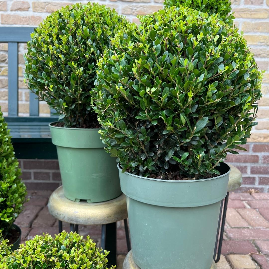 2x Ilex crenata 'Jenny' palla XL | set da 2 | 25 cm Ø