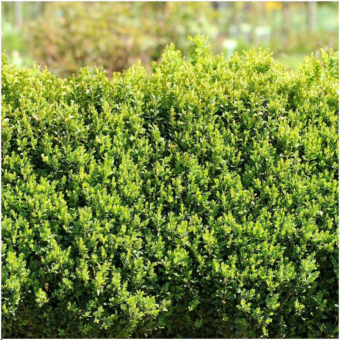 1 Meter Buxus Sempervirens-Hecke – ↕ 20 cm – 6 x Ø12 cm