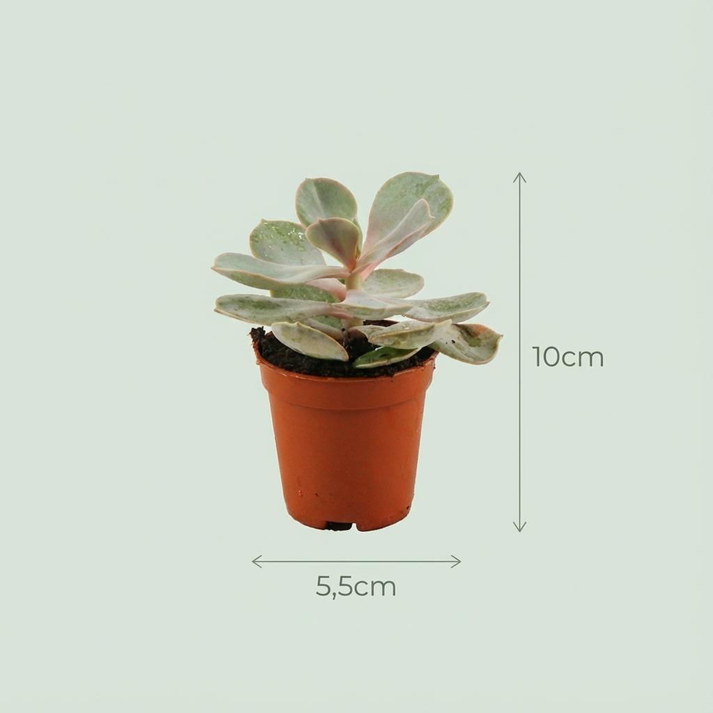 Mini Succulenten Mix - 15 Stuks - Ø 5,5 cm - Hoogte: 5-10 cm