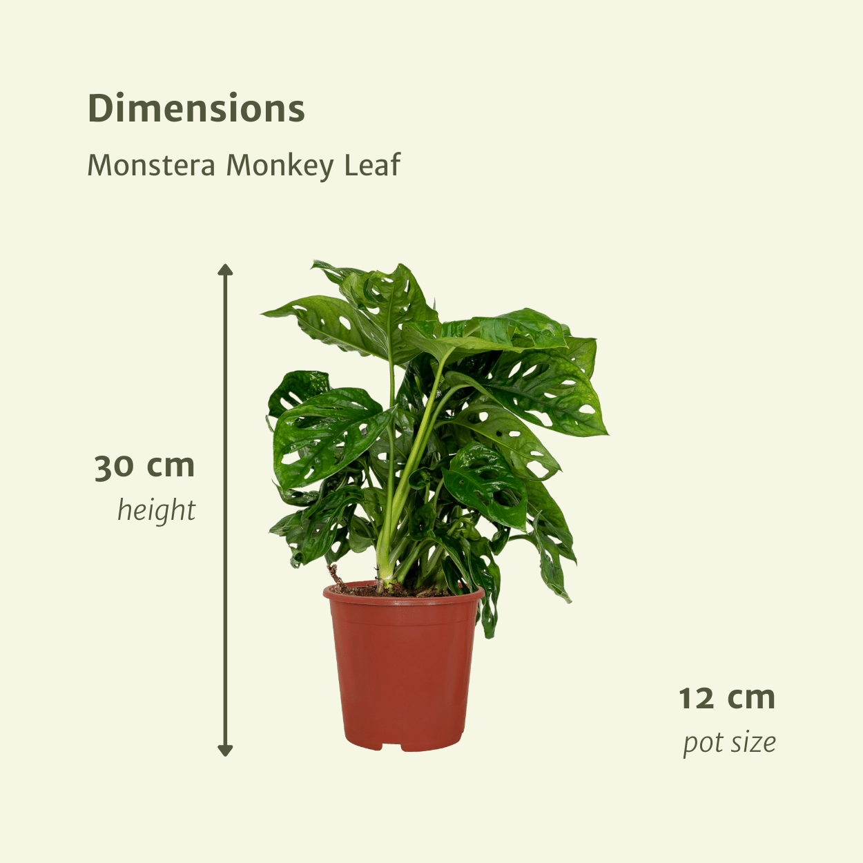 2x Monstera Monkey Leaf - Fensterblatt - 30cm - ø12