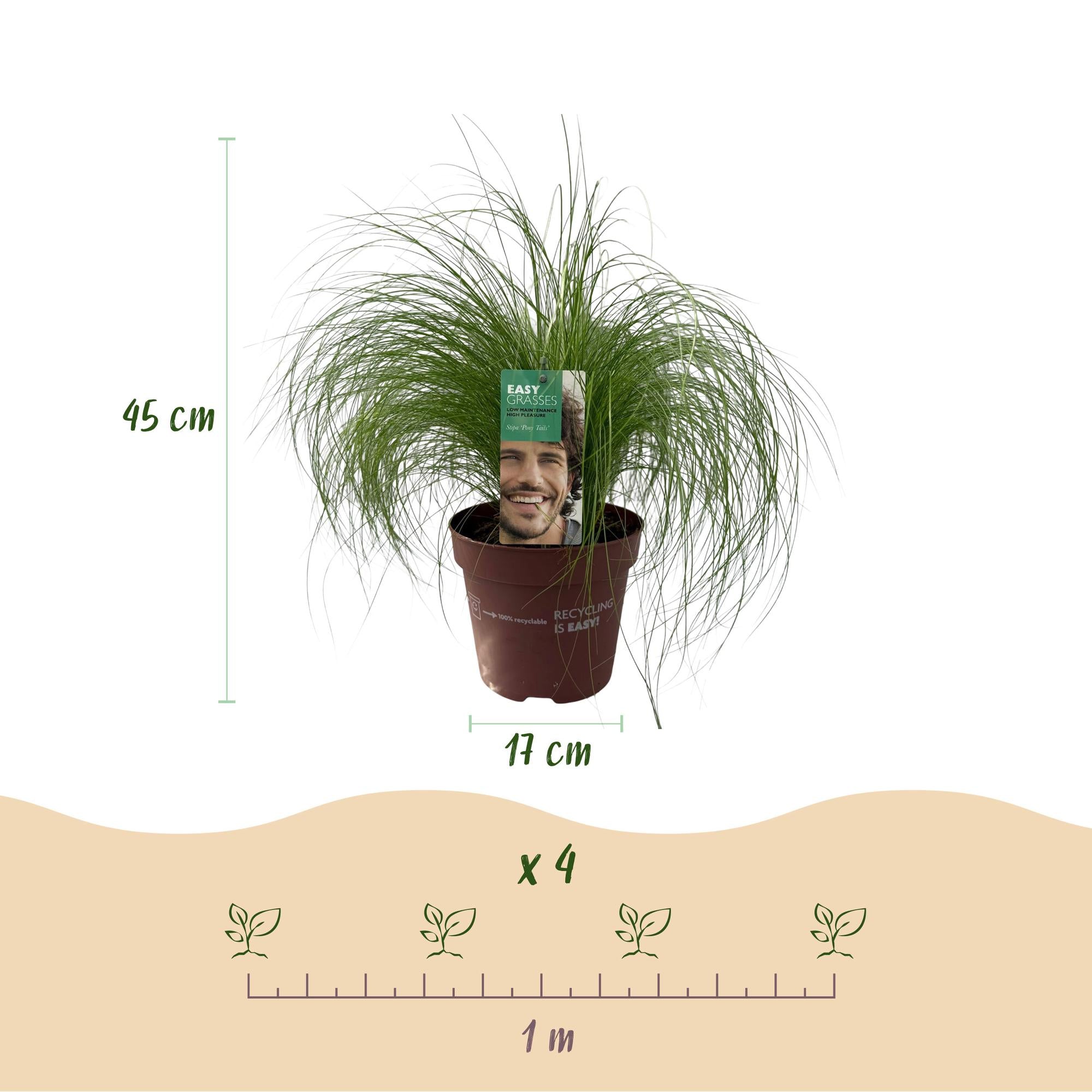 Stipa tenuifolia Pony Tails - Groen - 1 Plant - Groenblijvend - Winterhard - Pot 17cm Hoogte 50cm