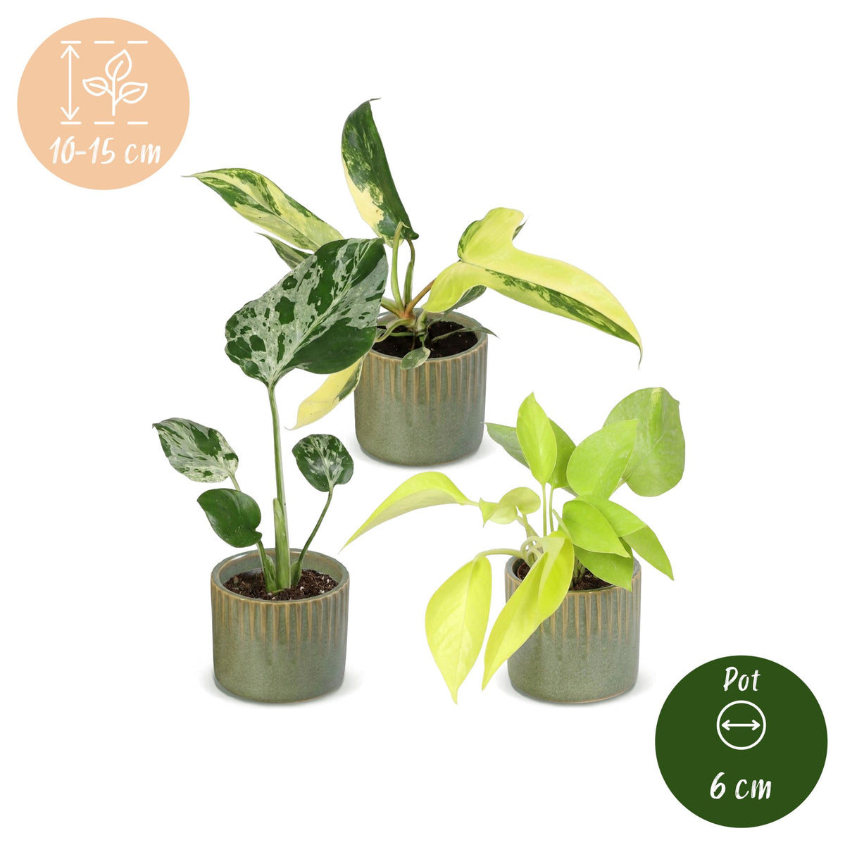Baby Planten Tropical Mix - Diversen 3x - Tropisch - incl. Linnea Olive - Ø6cm - ↕10-15cm