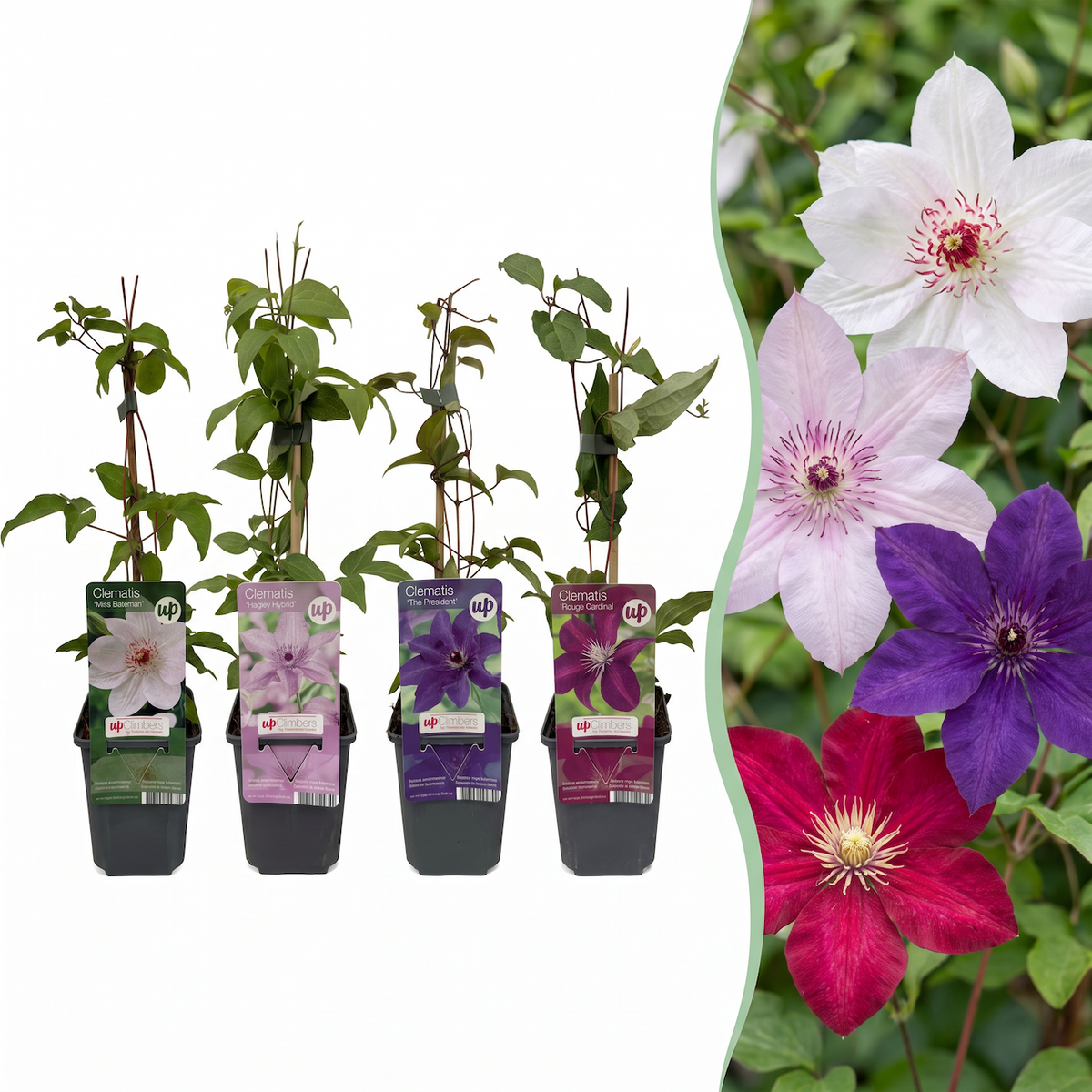 Clematis Rainbow - Bosrank 8x - Paars - Rood - Roze - Wit - Klimplant - Ø9cm - ↕35cm