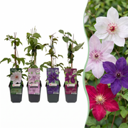 Clematis Rainbow - Bosrank 8x - Paars - Rood - Roze - Wit - Klimplant - Ø9cm - ↕35cm