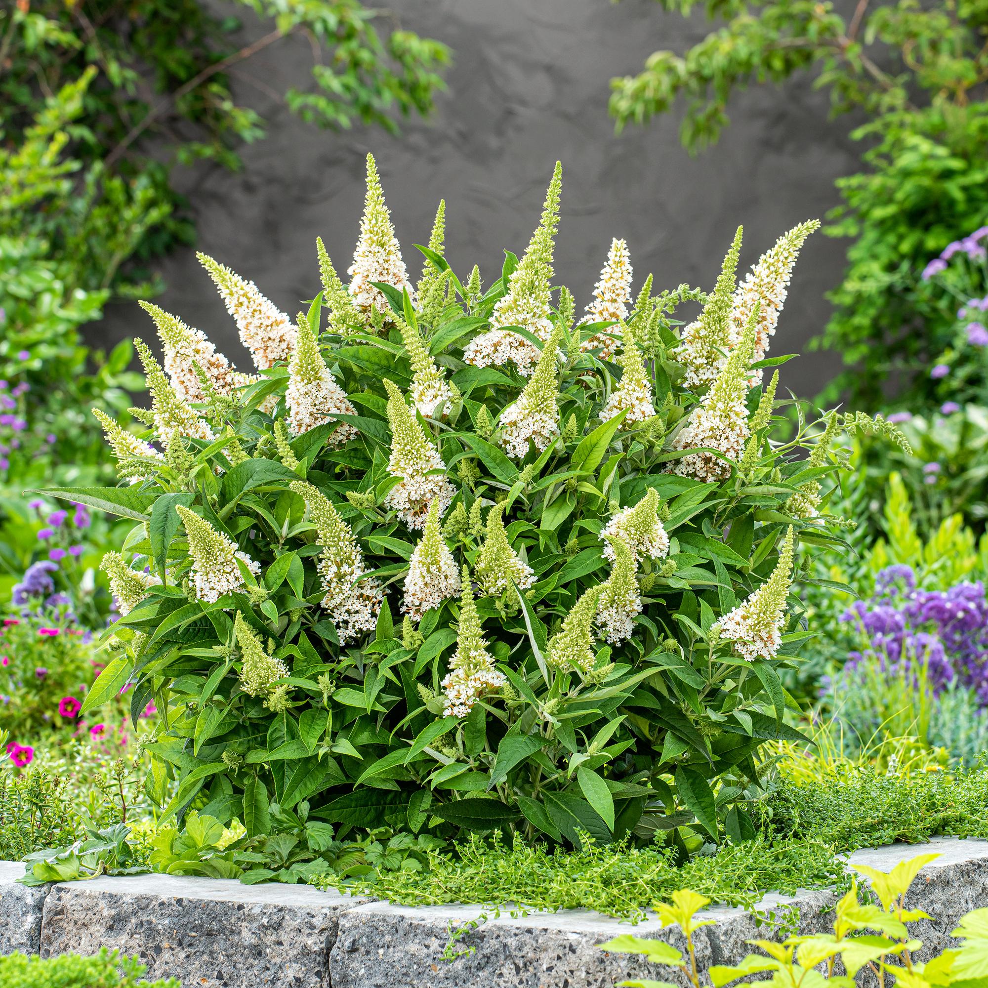 Buddleja davidii Butterfly Candy Little White - Vlinderstruik - Compact - Wit - 1 Plant - Pot 12cm - Hoogte 20-25cm