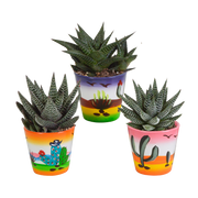 Gasteria/Haworthia mix 8,5cm - 3x - in Mexicaanse pot