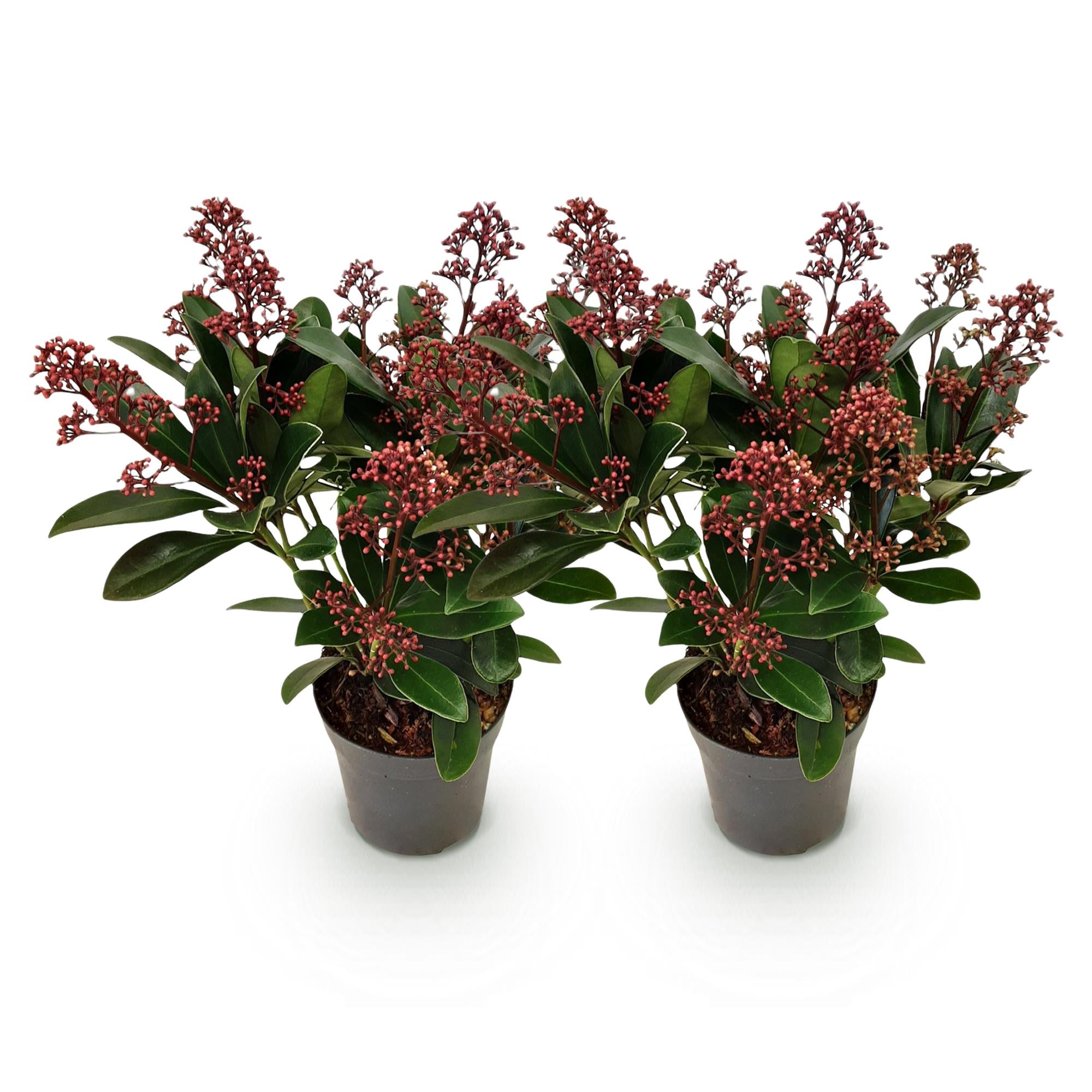 Skimmia japonica Rubella - Bloem Rood - 10+ Bloemen - 2 Planten - Winterhard - Pot 10,5cm Hoogte 25cm