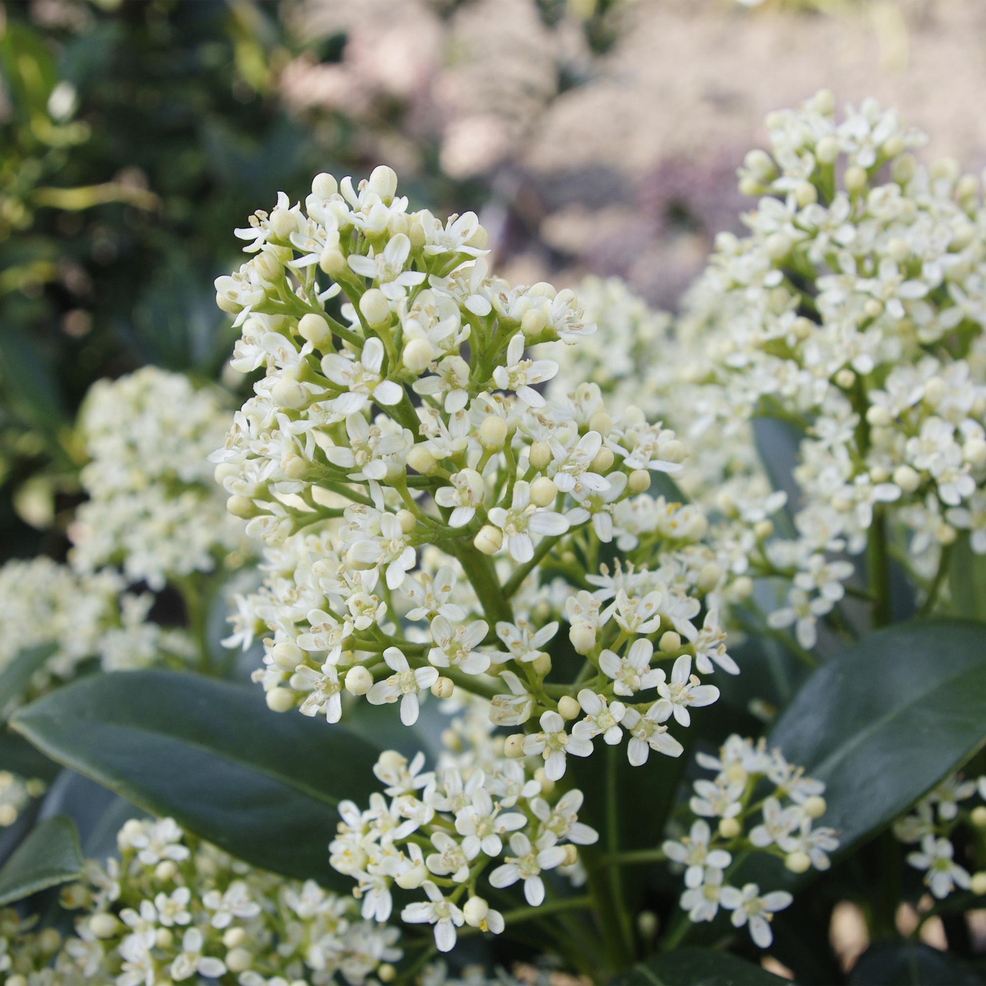 Skimmia japonica Finchy - Bloem Wit - 10+ Bloemen - 3 Planten - Winterhard - Pot 10,5cm Hoogte 25cm