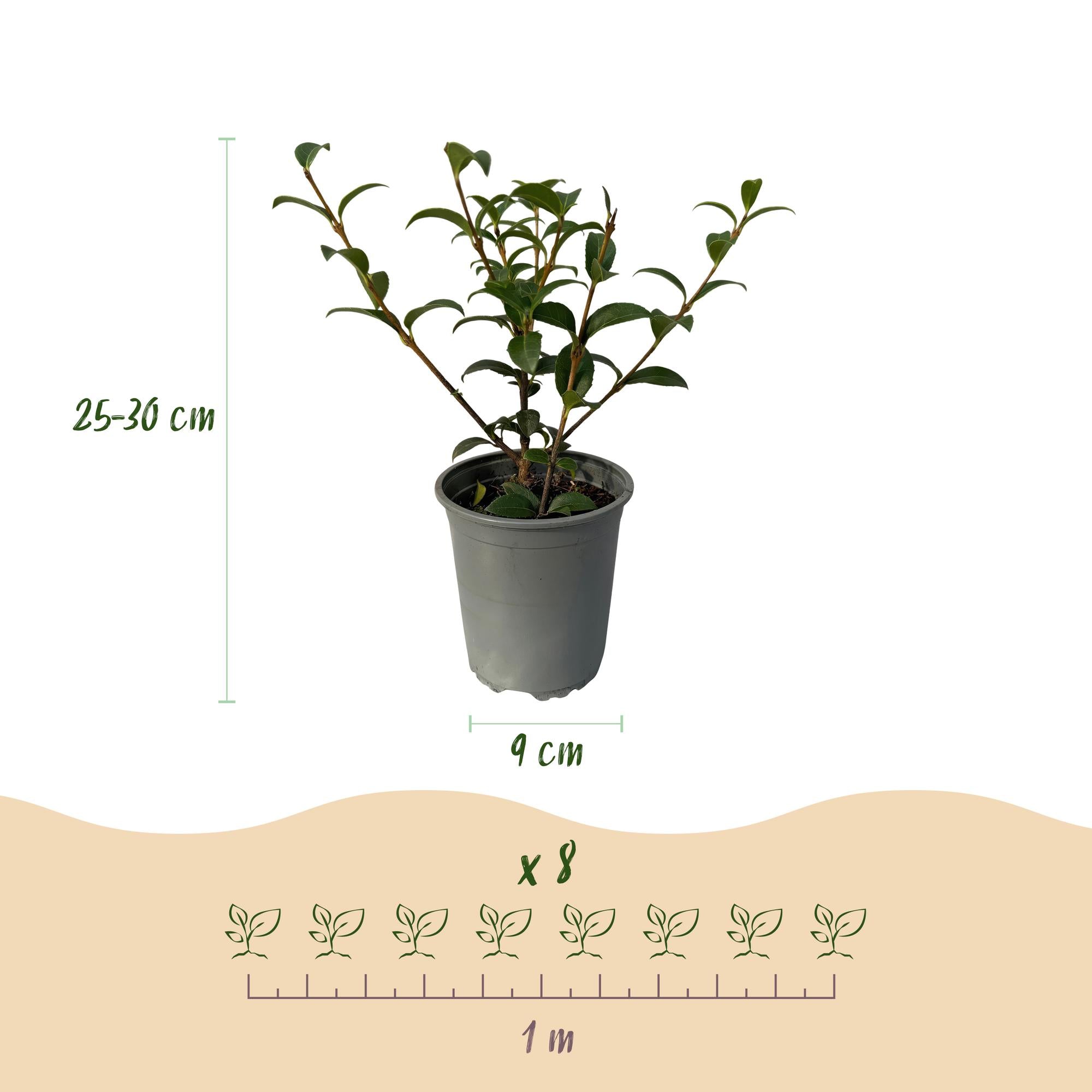 Osmathus burkwoodii - blad groen - 8 planten - 1 strekkende meter - groenblijvend - pot 9cm hoogte 25-30cm