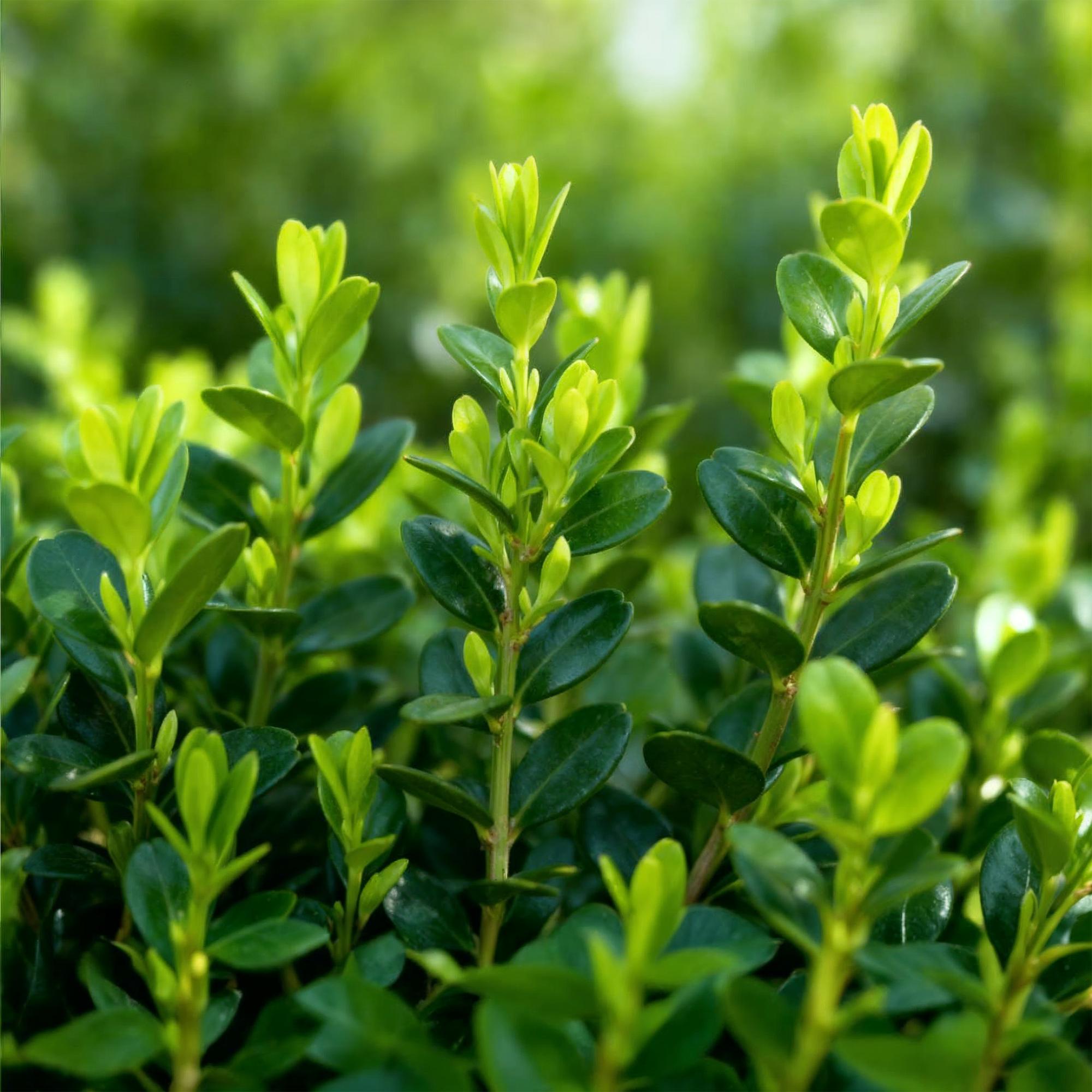 Buxus Haag - BetterBuxus Babylon Beauty - Resistant tegen de Buxus schimmel - 6 planten - 1 strekkende meter - pot 13cm hoogte 30-35