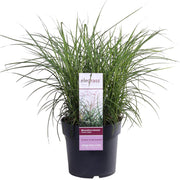 Miscanthus sinensis Ferner Osten - Ø19cm - ↕50cm - Ø23 - ↨60cm