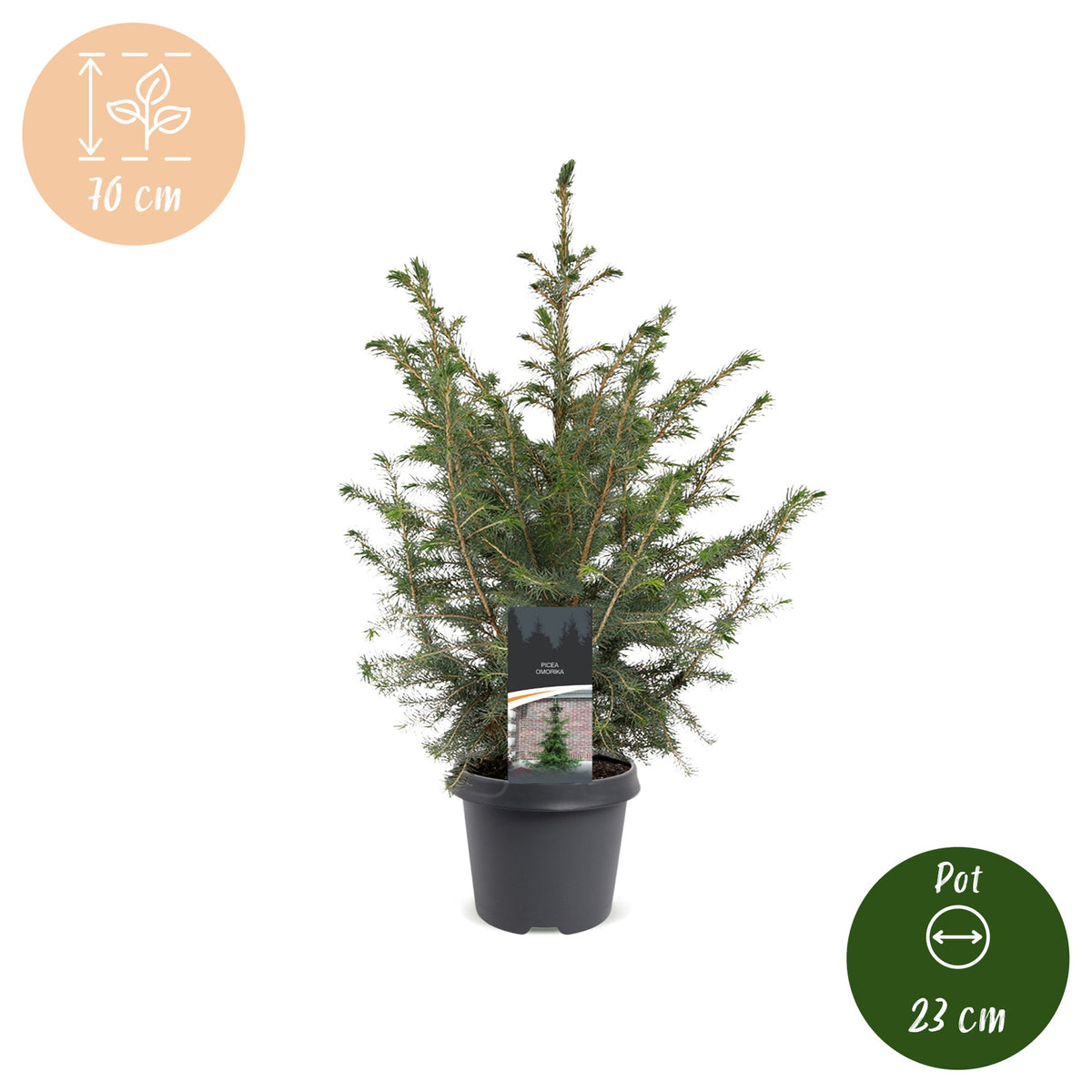 Picea omorika - 2x Servische spar - Groen - Kerstboom - Ø23cm - ↕70cm