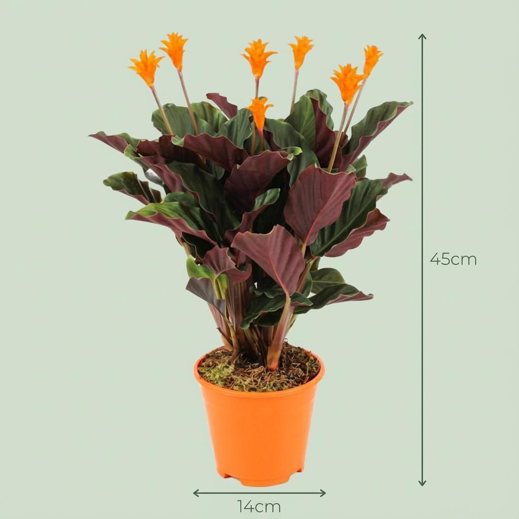 Calathea Crocata - 4x - Ø 14 cm - Hoogte: 40 - 45cm