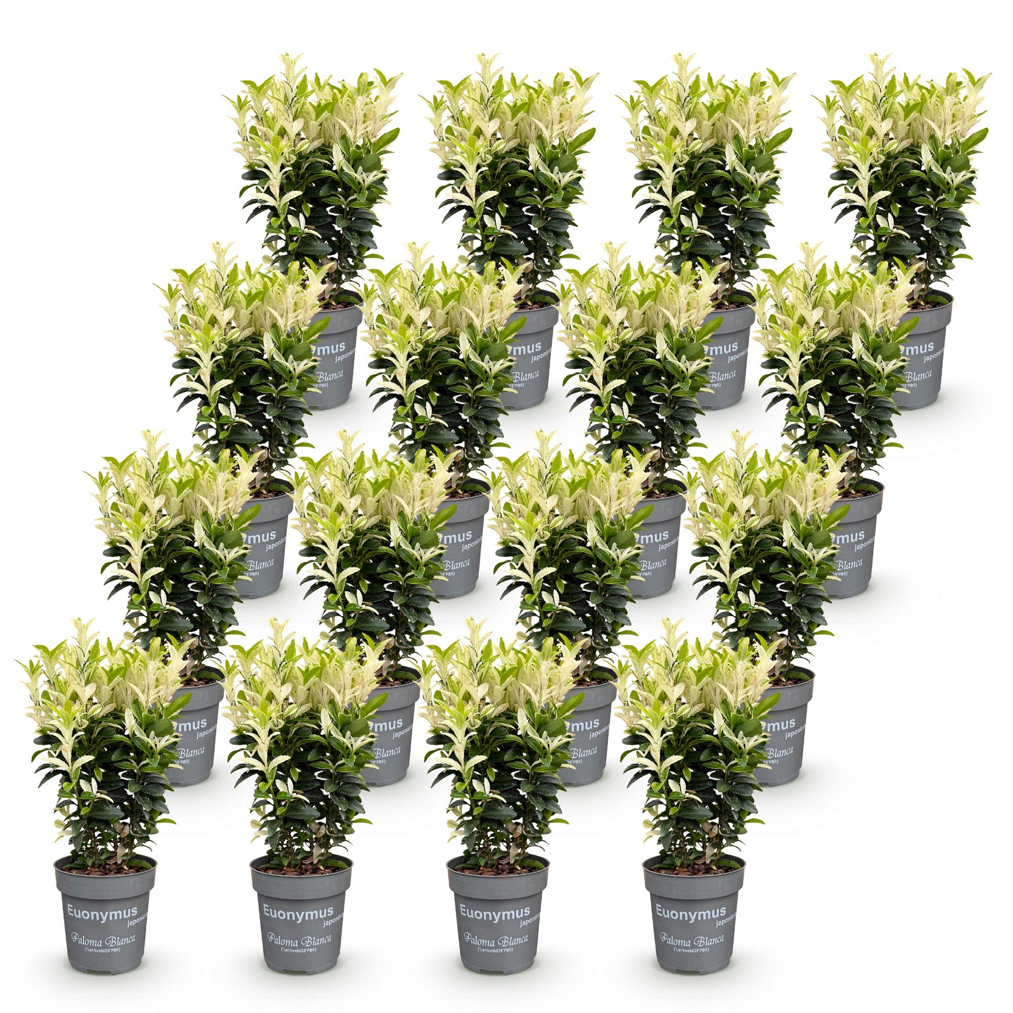 Euonymus japonica Paloma Blanca - Kardinaalsmuts - 6x - Haagplanten - Groenblijvend - Groen - Wit - Pot 9cm - Hoogte 20-30cm