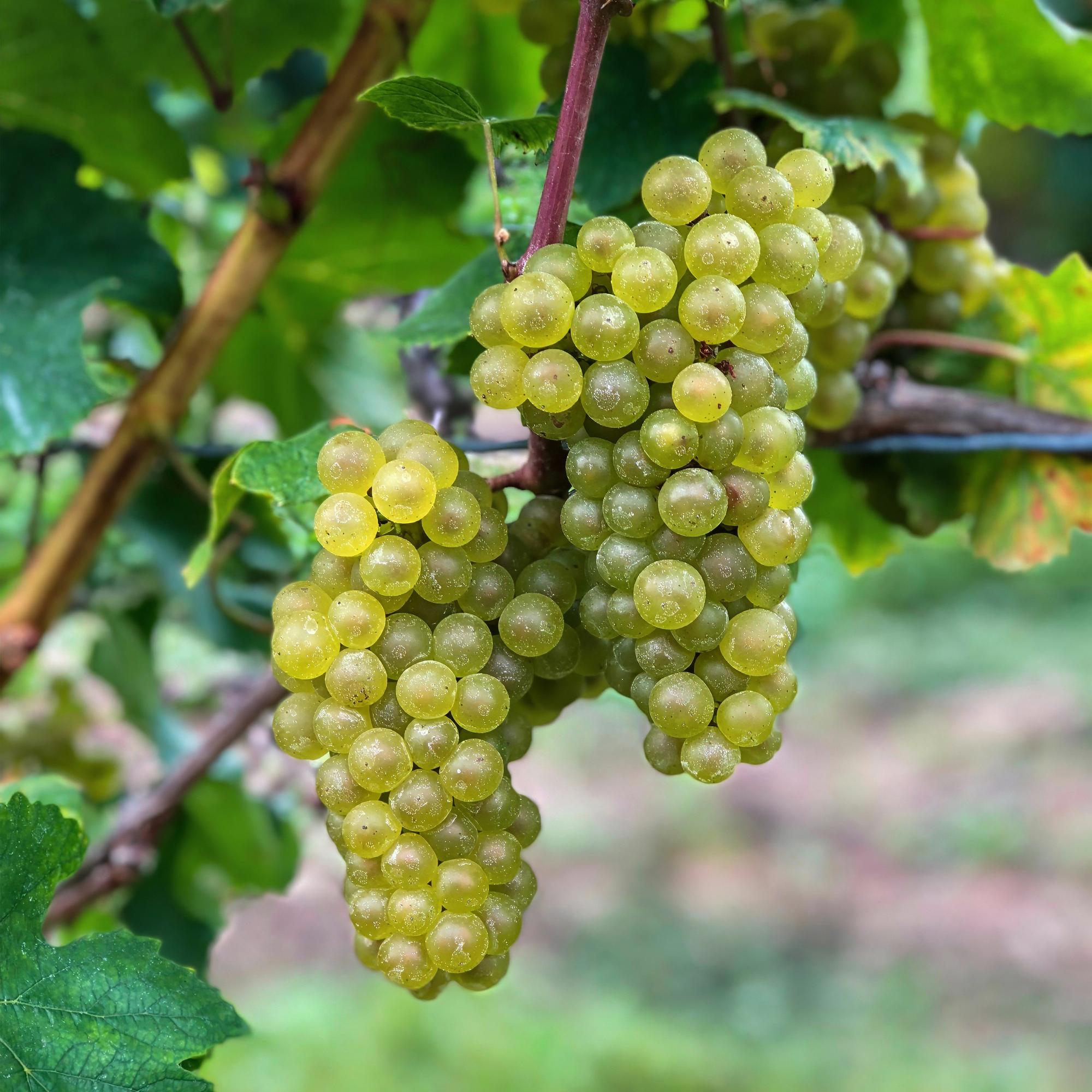 Witte Druif - Vitis vinifera Bianca - 2 planten - Pot 15cm Hoogte 50cm