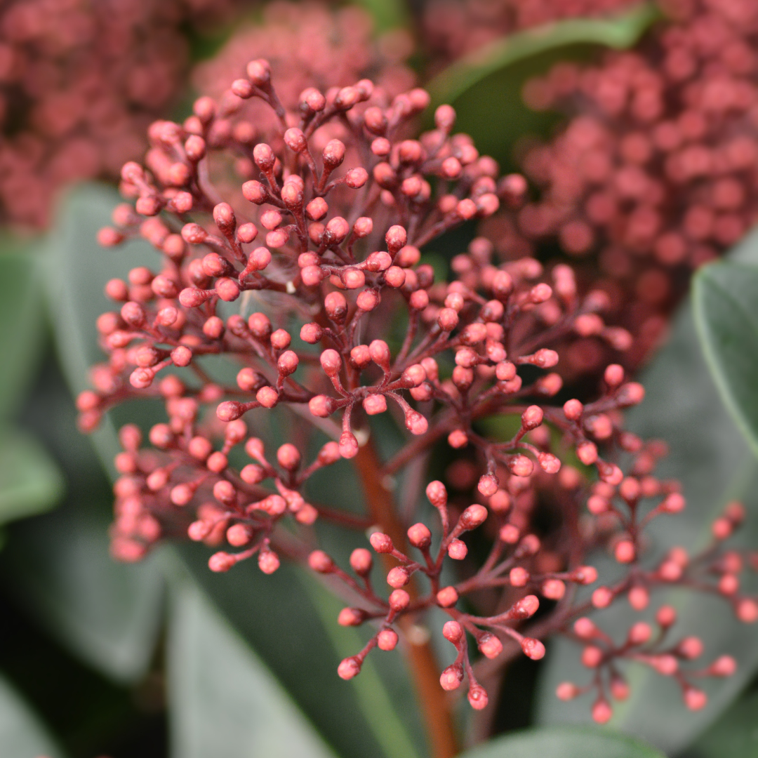 Set van 3 Skimmia 'Rubella' – Ø10,5 cm – ↨ 20-25 cm
