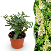 Buddleja davidii Butterfly Candy Little White - Vlinderstruik - Compact - Wit - 1 Plant - Pot 12cm - Hoogte 20-25cm