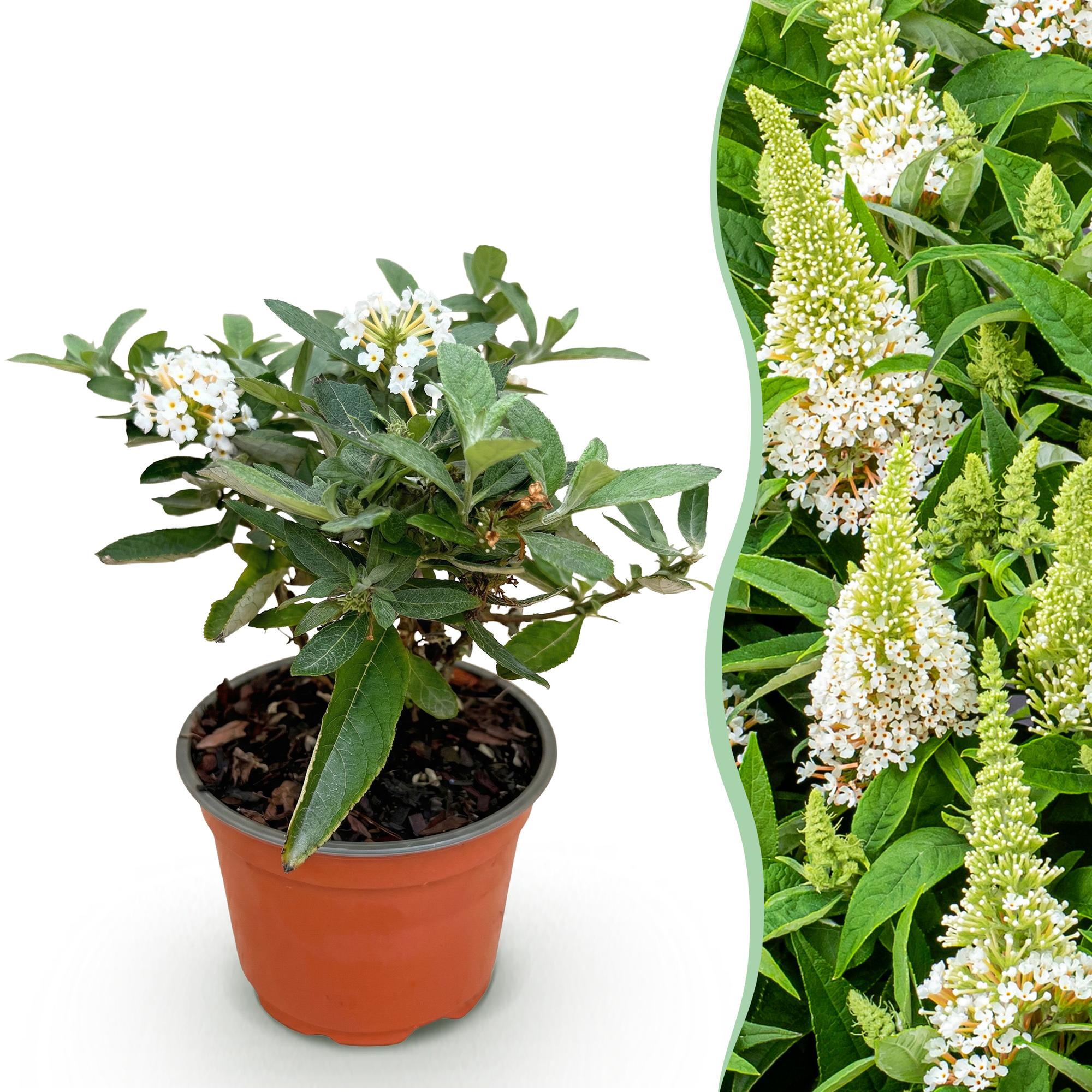 Buddleja davidii Butterfly Candy Little White - Vlinderstruik - Compact - Wit - 1 Plant - Pot 12cm - Hoogte 20-25cm