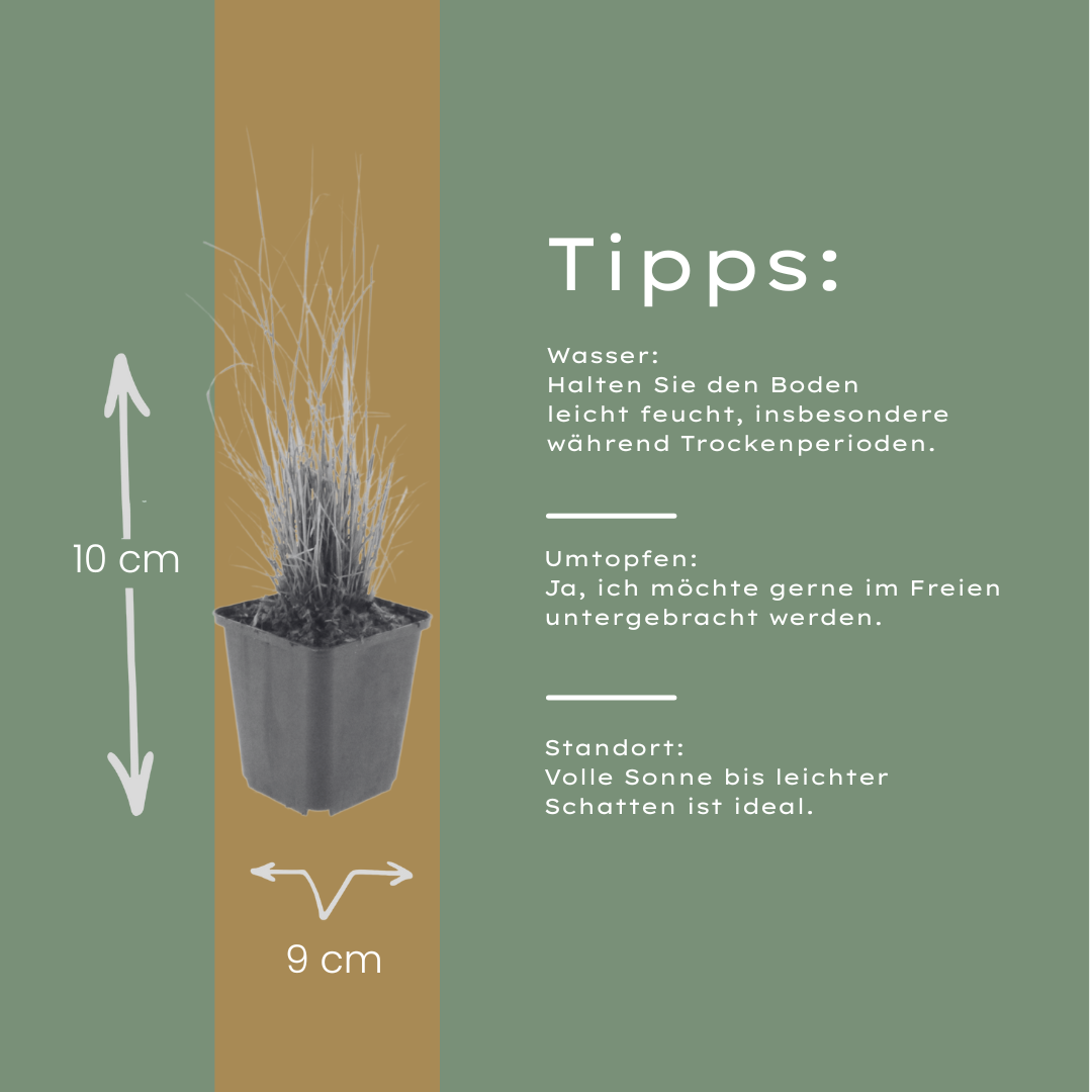12x Calamagrostis brachytricha - ↕10-25cm - Ø9cm