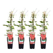 4x - Clématite Rouge Cardinal - ↨65cm - Ø15