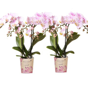 Kolibri Orchids | COMBI DEAL of 2 Phalaenopsis orchids - Portugal - pot size Ø9cm | flowering houseplant - fresh from the grower