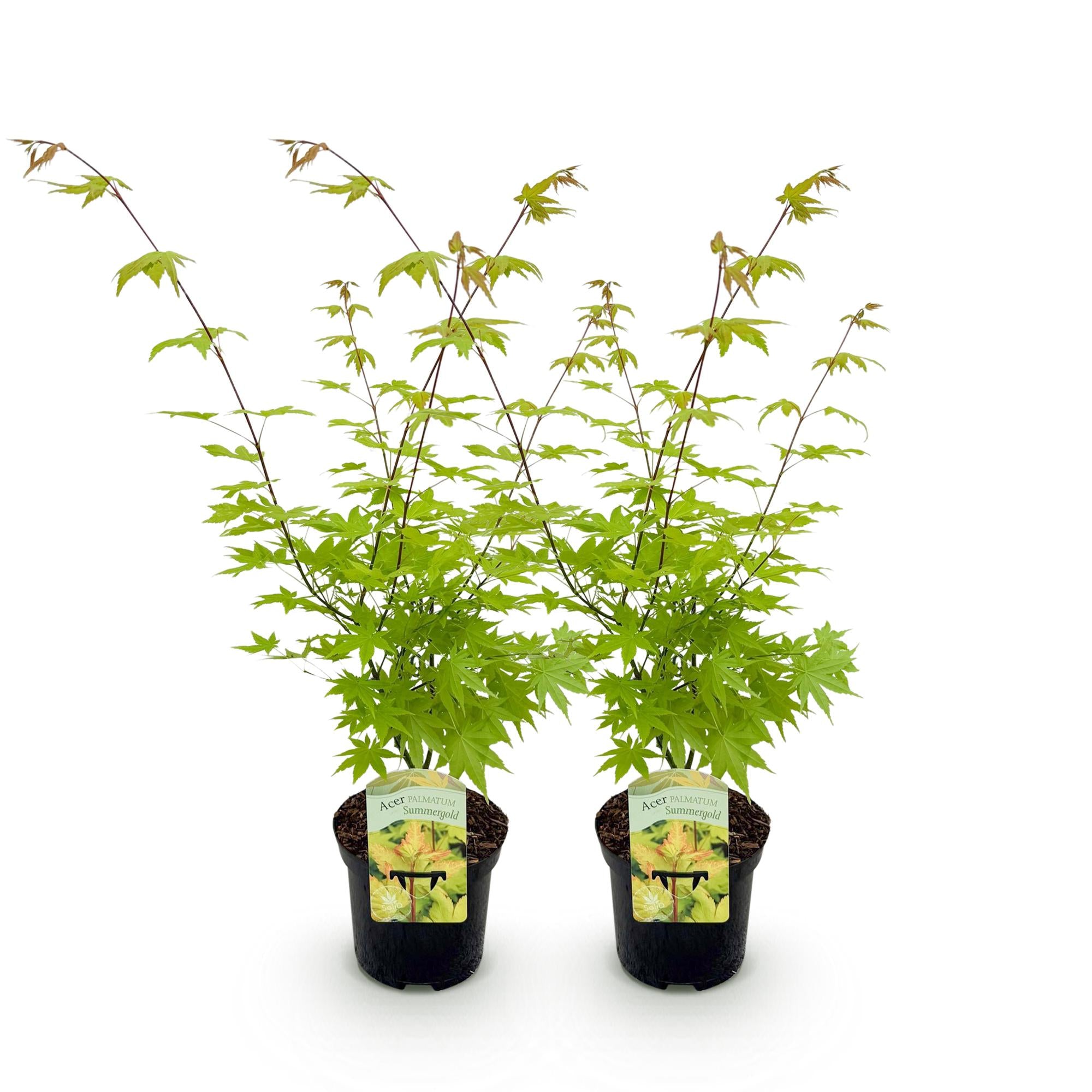 Green boutiQ - Pianta da patio - Acero giapponese - Acer palmatum Summergold - Giallo - 2 piante - Decidua - Vaso 19 cm Altezza 70 cm