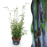Fargesia nitida Black Dragon - Niet Woekerende Bamboe - Bladhoudend - Groen - 1 Plant - Pot 23 cm - Hoogte 80 cm