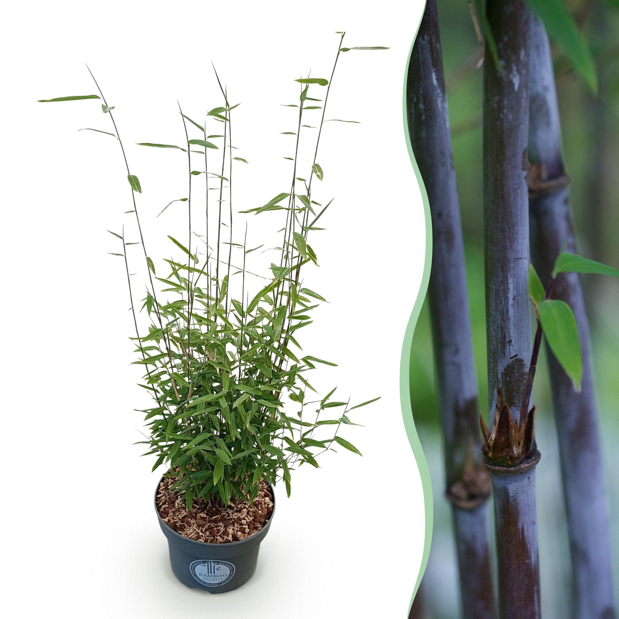 Fargesia nitida Black Dragon - Niet Woekerende Bamboe - Bladhoudend - Groen - 1 Plant - Pot 23 cm - Hoogte 80 cm