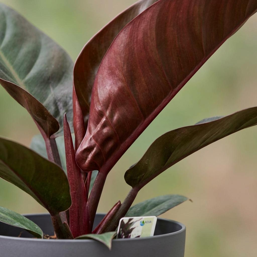 Philodendron Imperial Red - Rood - Weinig onderhoud - 1 Plant - met Potter Grijs - Pot 19cm - Hoogte 60cm