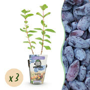 Honingbes - Lonicera caerulea Kamtschatica - Winterhard - 3 Planten - Pot  9 cm - Blauw  Bes