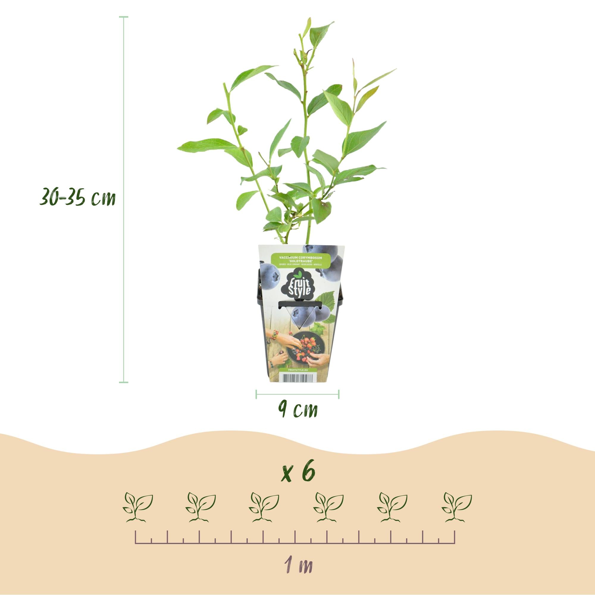 Blauwe Bes - Vaccinium corymbossum Goldtraube - Winterhard - 6 Planten - Pot 9 cm - Blauwe Bes