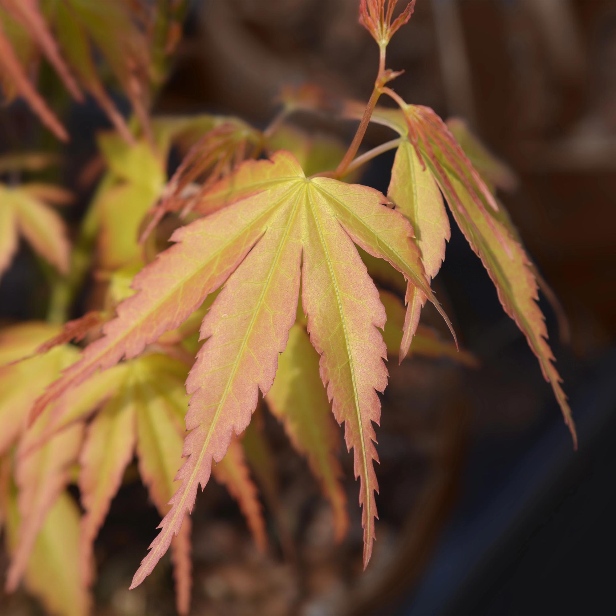 Acer palmatum Katsura - Oranje - 3 Planten - Bladverliezend - Weinig Onderhoud - Pot 12cm Hoogte 35cm