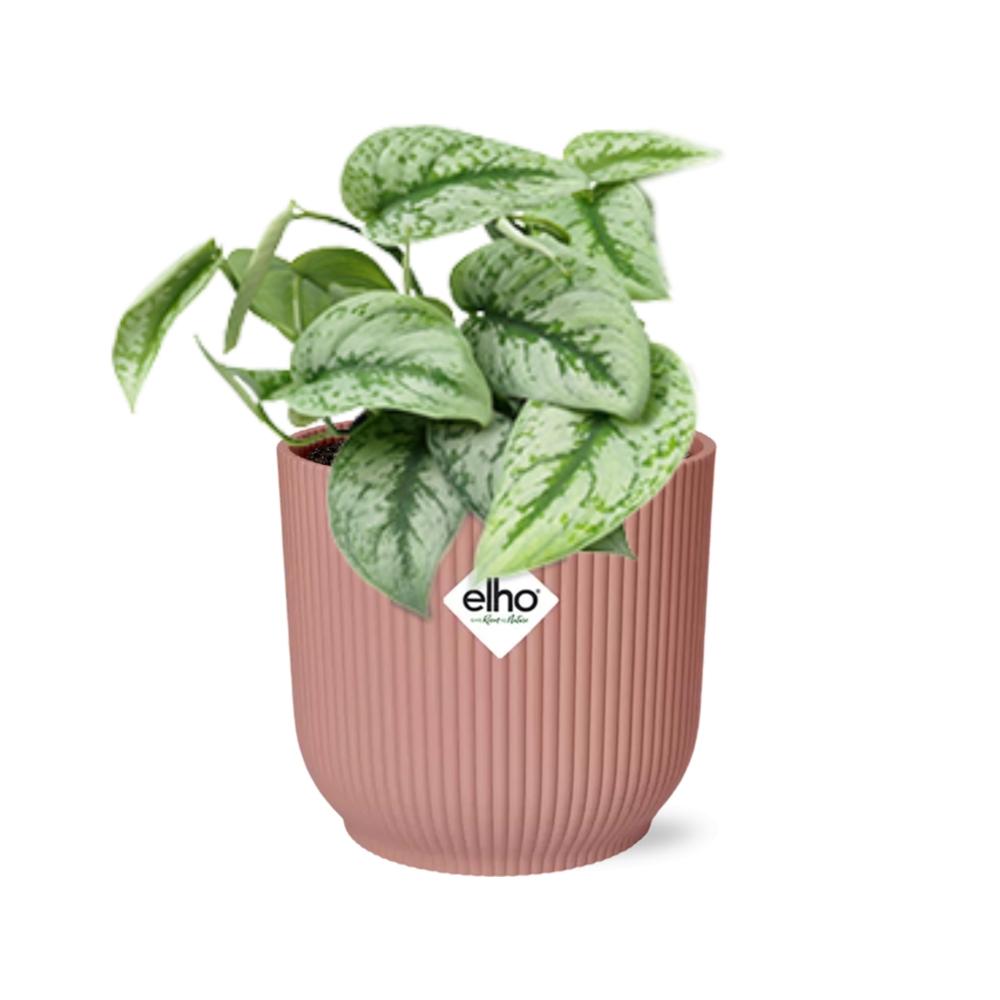 Scindapsus Pictus 'Trebie' in ELHO Vibes Fold 14 cm rosa