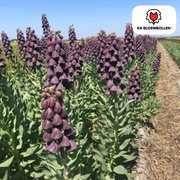 Fritillaria / Crown Imperial Purple Favorite 5 stk.