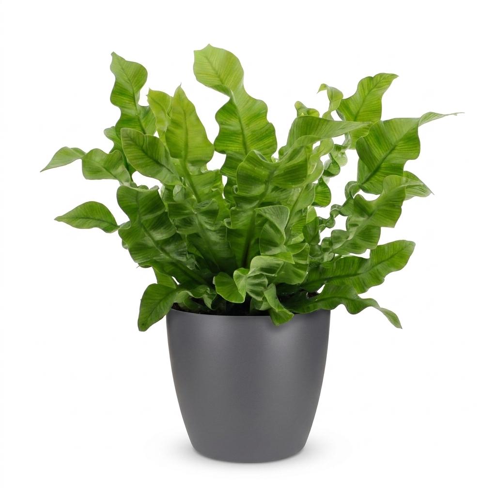 Asplenium Crispy Wave - met Potter Grijs - Pot 12cm - Hoogte - 30cm