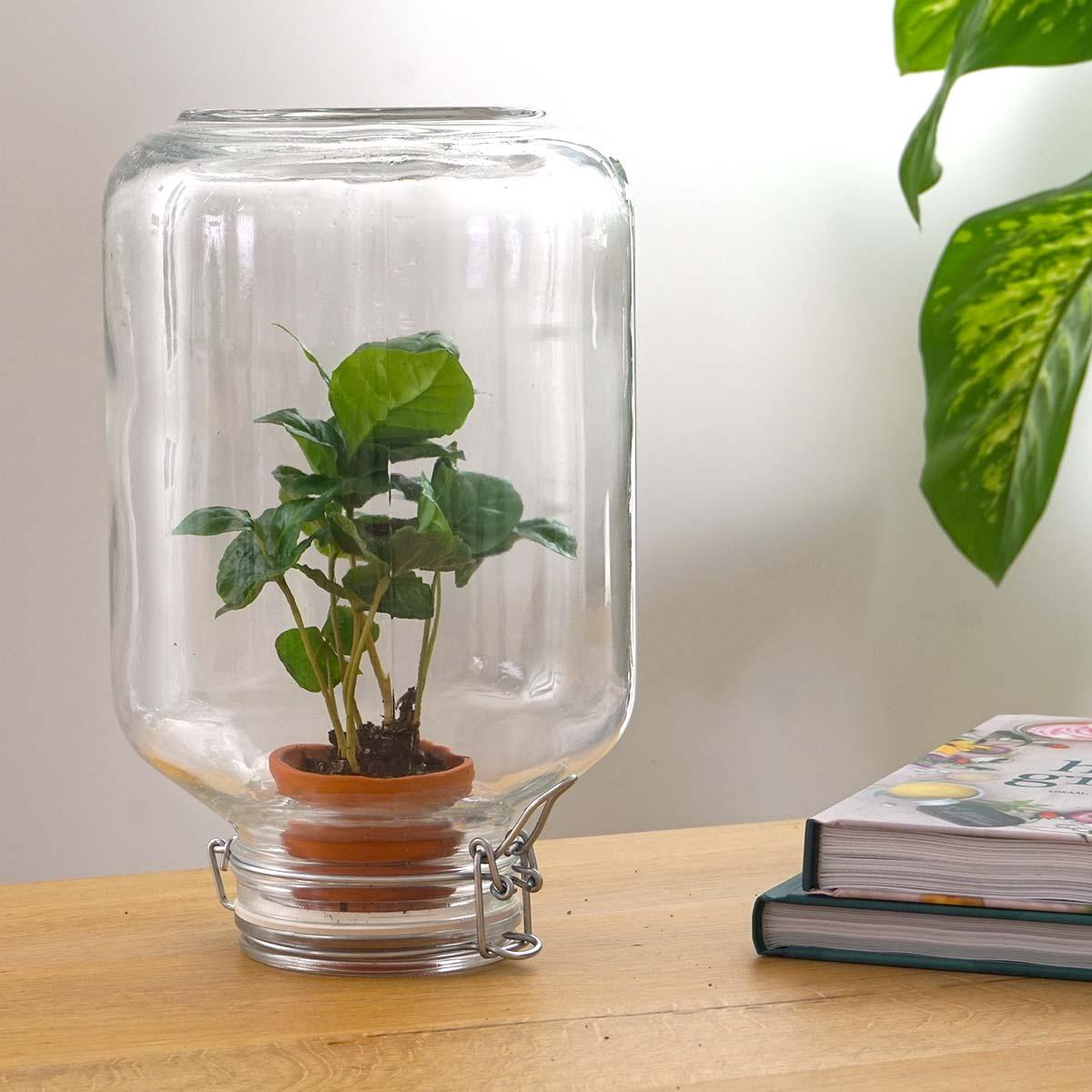Easyplant - Coffea Arabica - Mini-ecosysteem