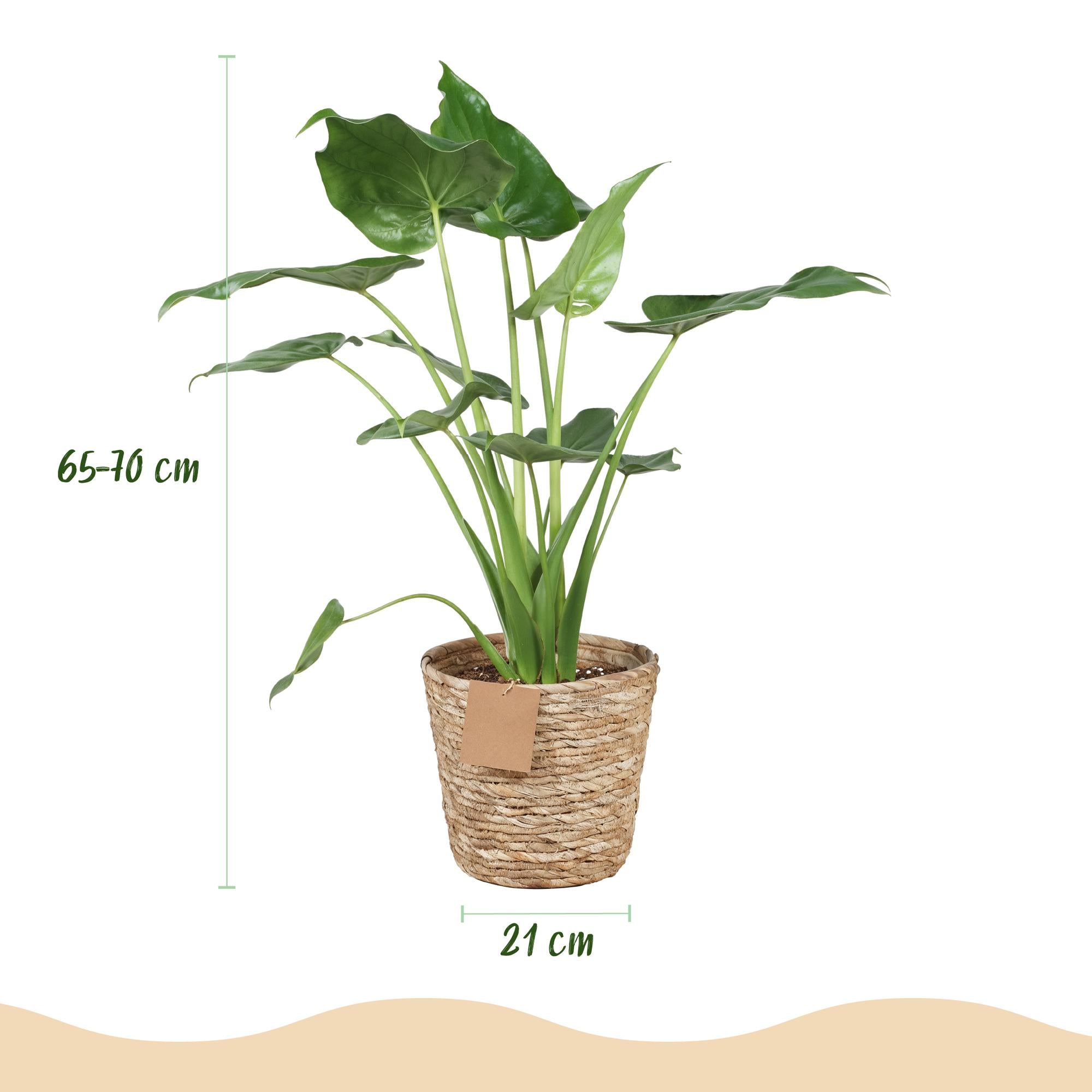 Alocasia Cucullata - Olifantsoor - met mand - Pot 21cm - Hoogte 65-70cm