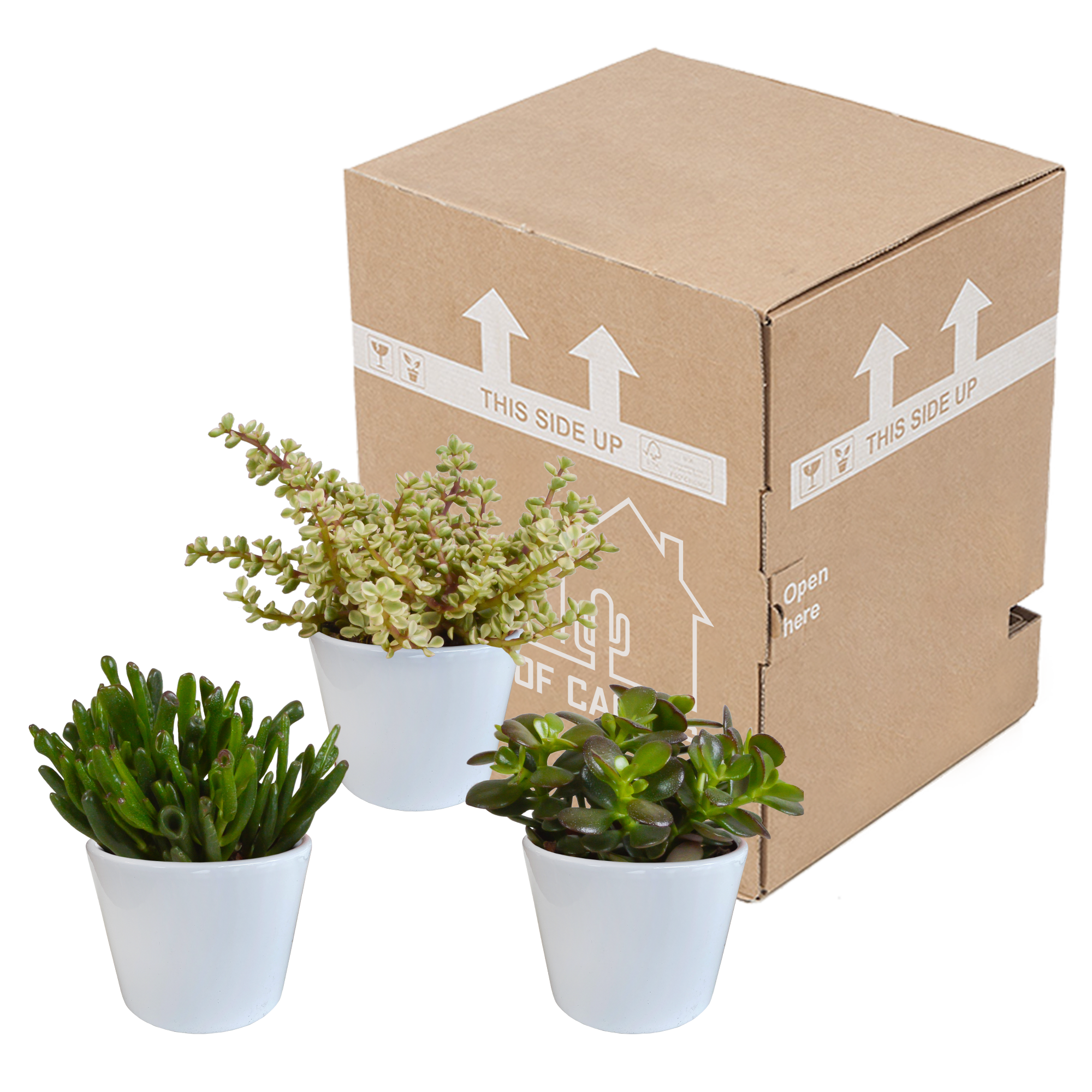 Crassula mix 10,5 cm - 3x - en pot blanc