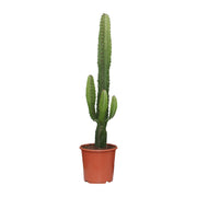 Euphorbia acrurensis - Ø17 cm - ↕50 cm