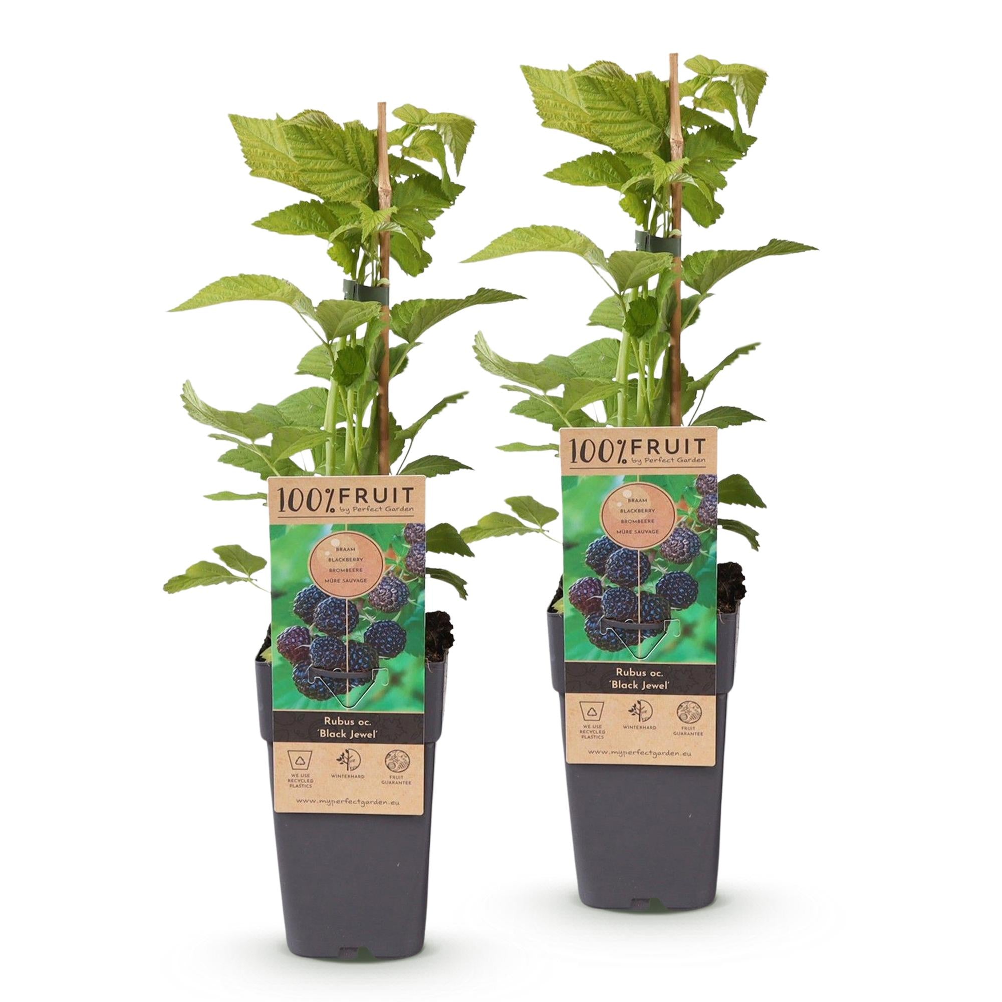 Rubus occ. Black Jewel - Bramenplant - Winterhard - Zwarte Braam - 2 Planten - Pot 15cm - Hoogte 50cm