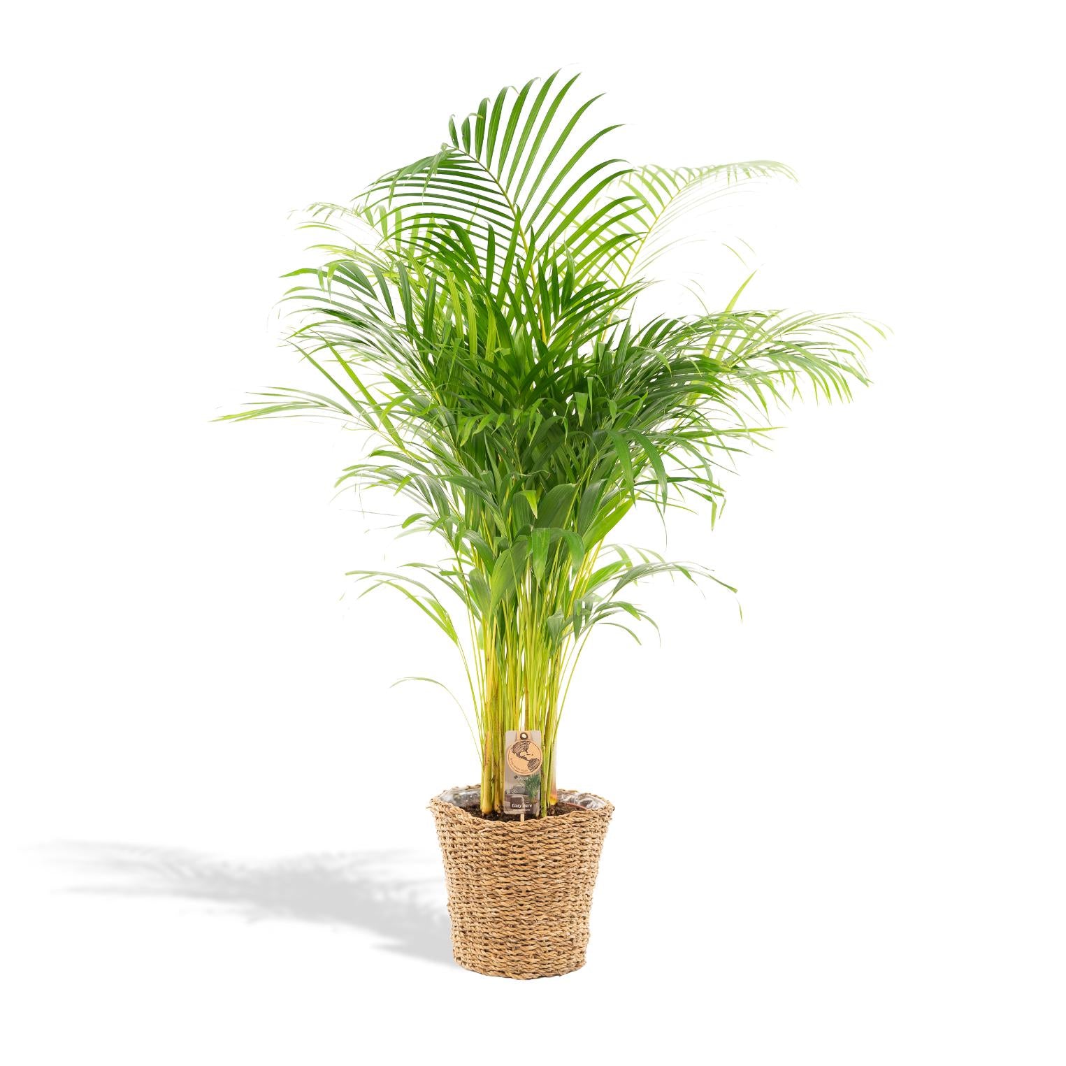 Areca con cestino - ↨110cm -Ø21cm