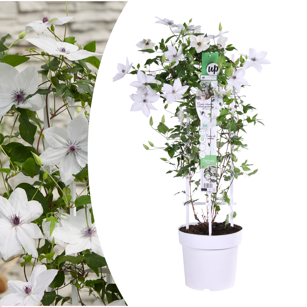 Clematis Garland Tsukiko 23cm