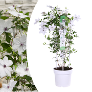 Clematis Garland Tsukiko 23cm