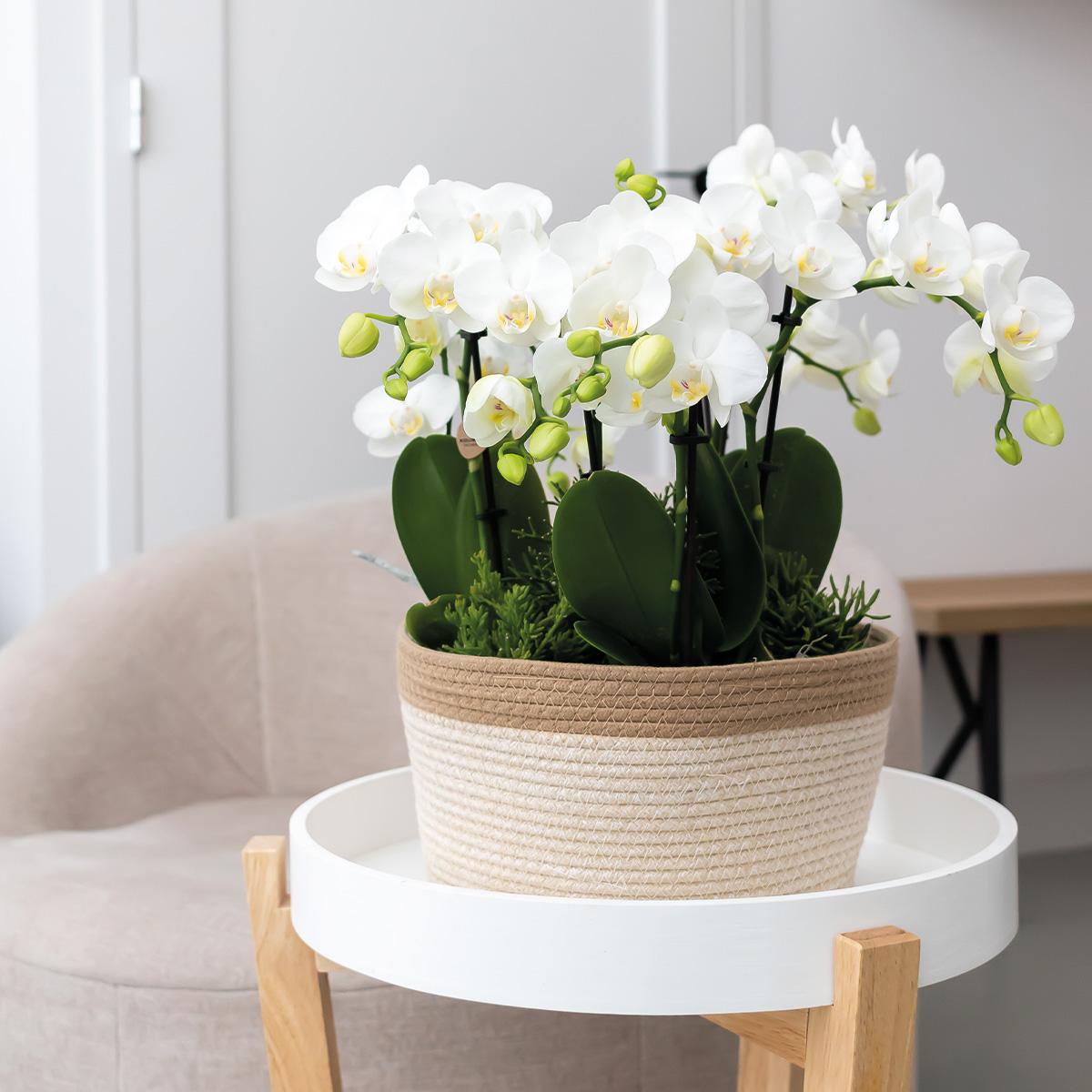 Kolibri Orchids | witte plantenset in Cotton Basket incl. waterreservoir | drie witte orchideeën Amabilis 9cm en drie groene planten | Jungle Bouquet wit met zelfvoorzienend waterreservoir